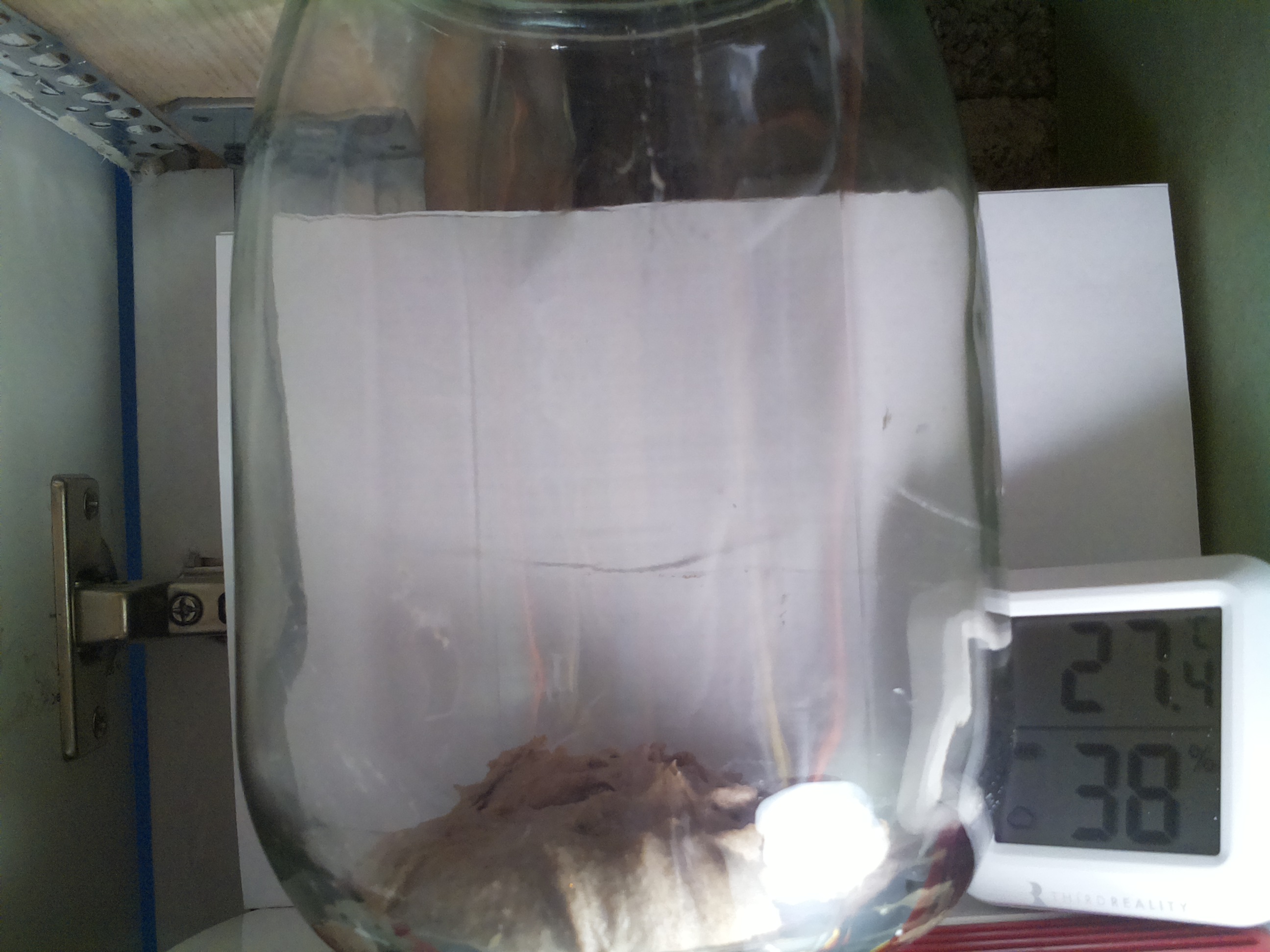 Bild vom Sauerteig