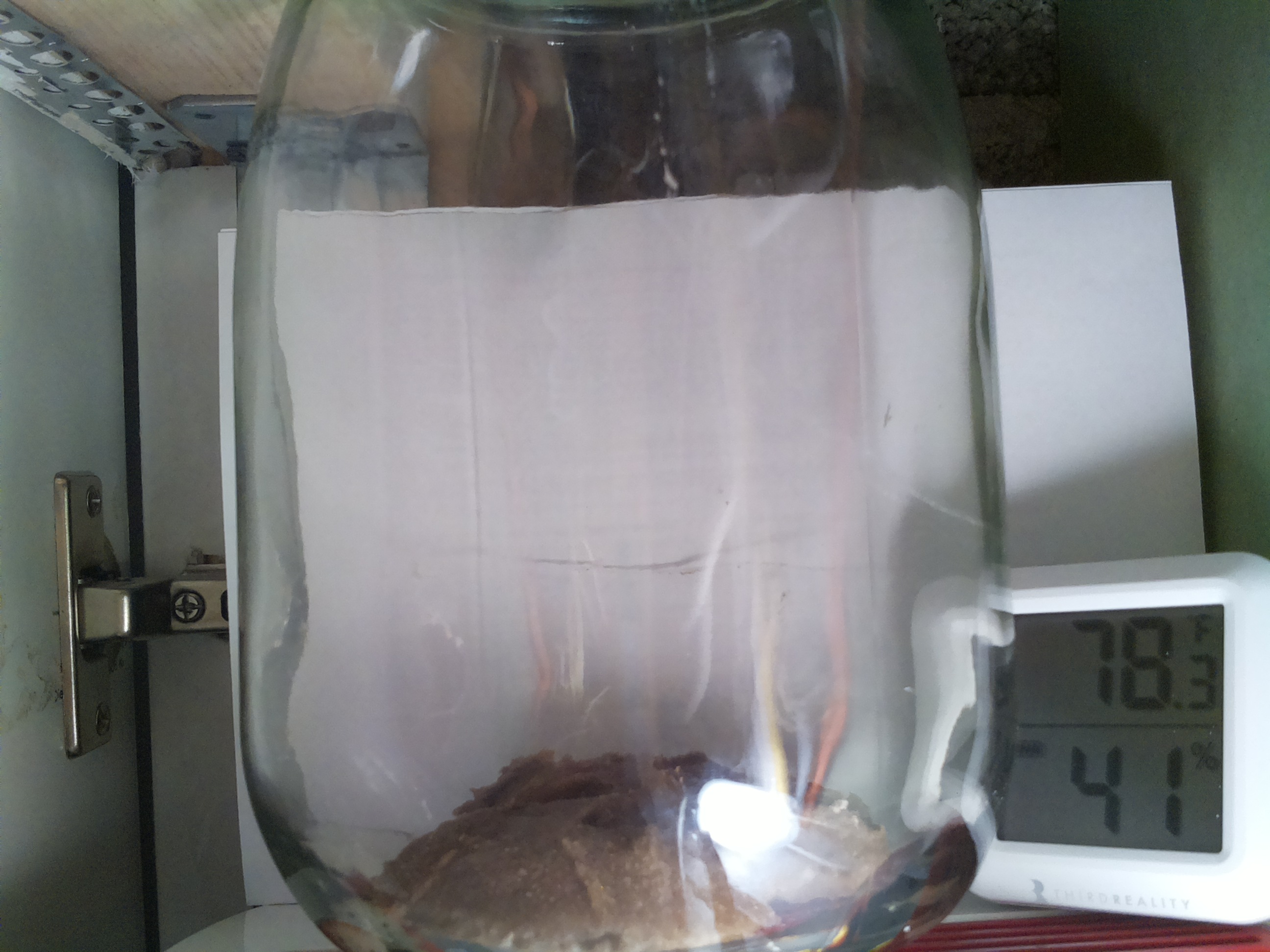 Bild vom Sauerteig