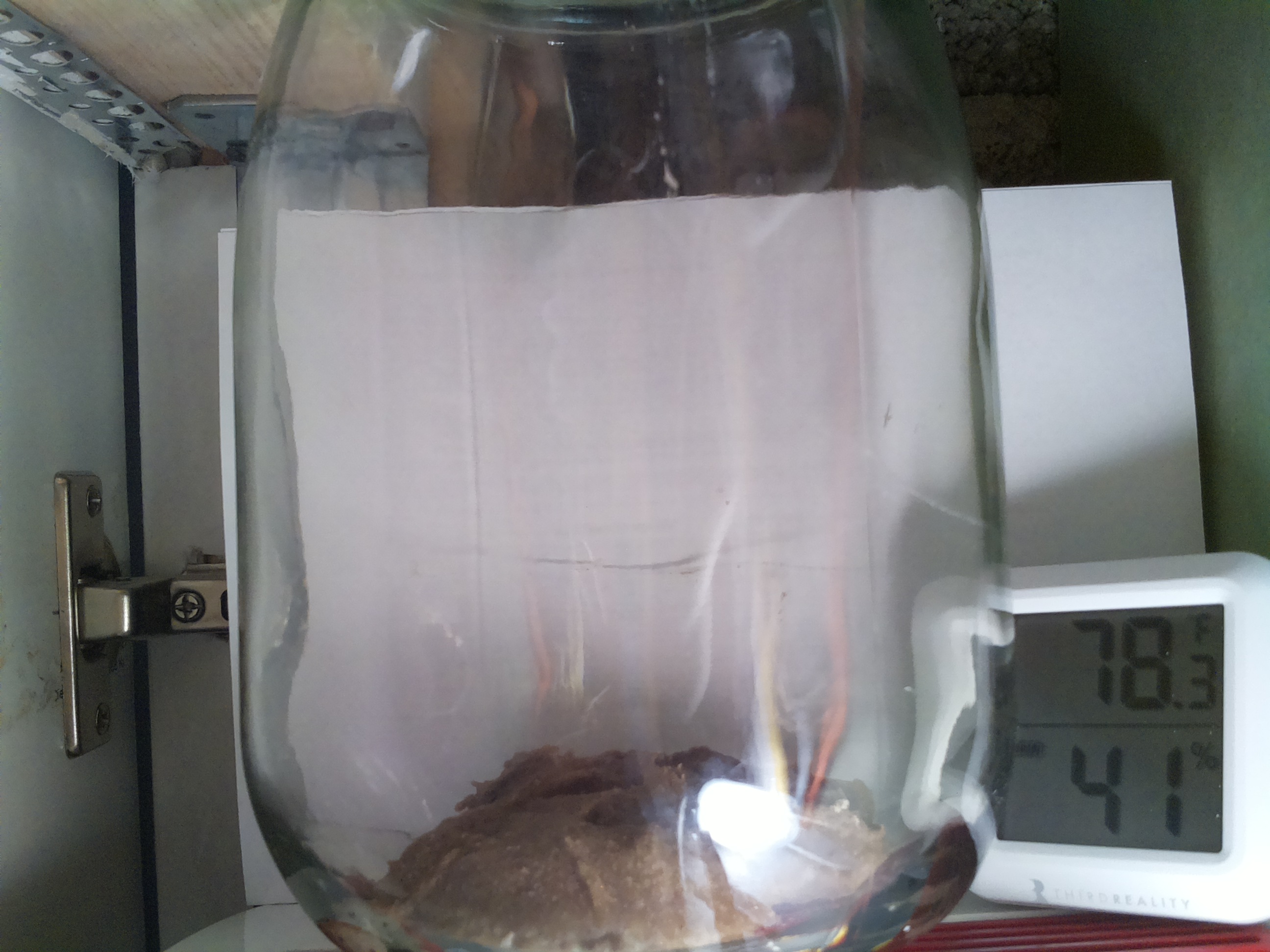 Bild vom Sauerteig
