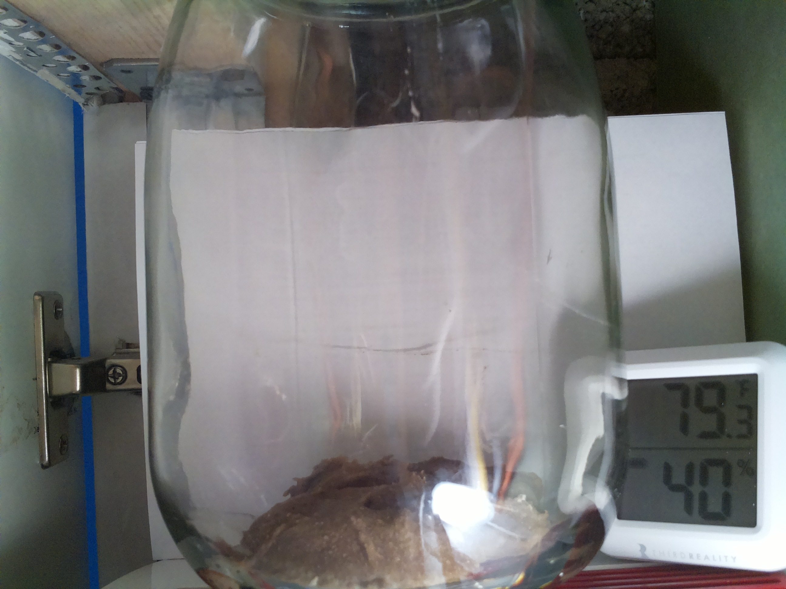 Bild vom Sauerteig
