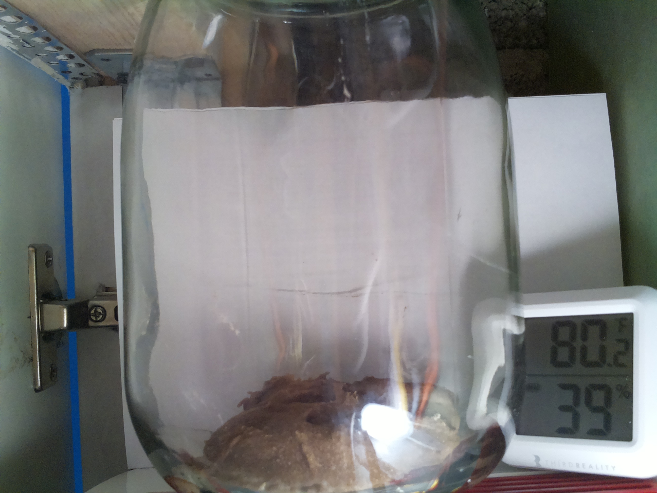 Bild vom Sauerteig