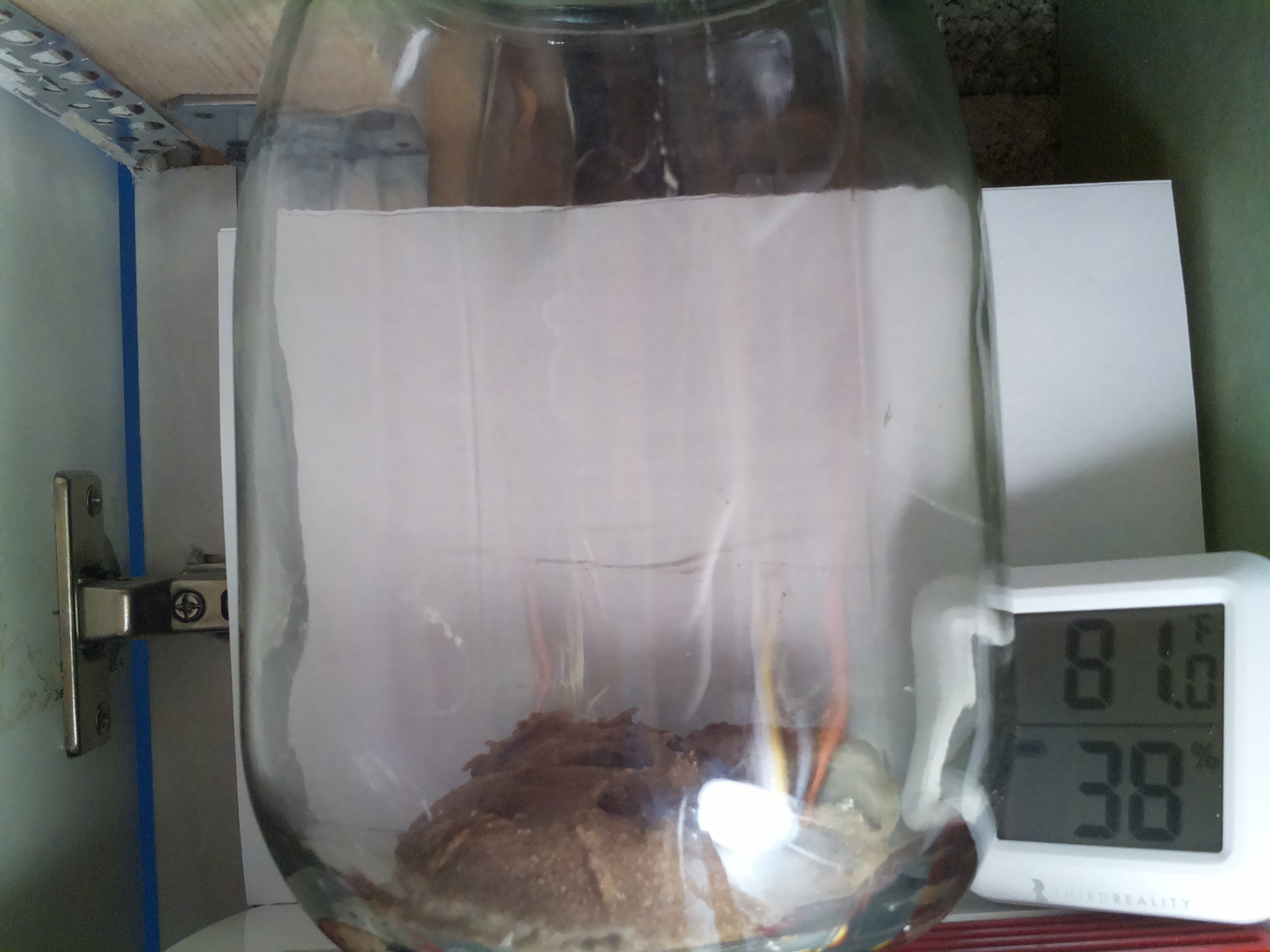 Bild vom Sauerteig
