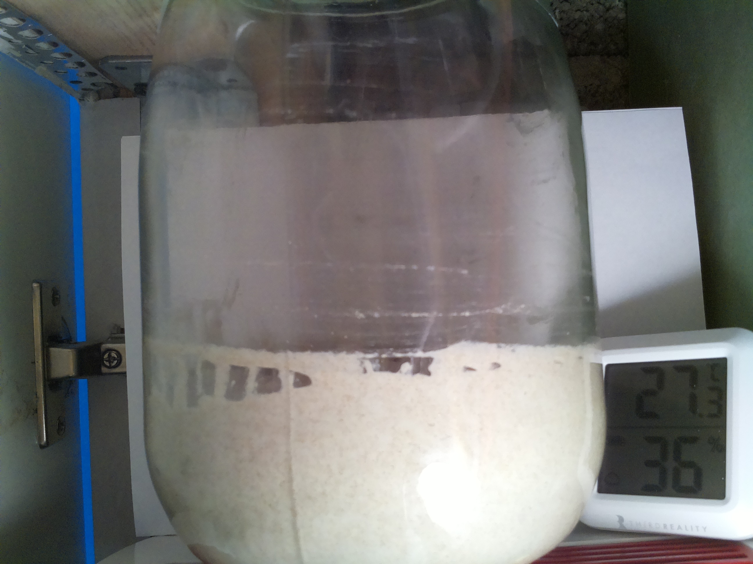 Bild vom Sauerteig