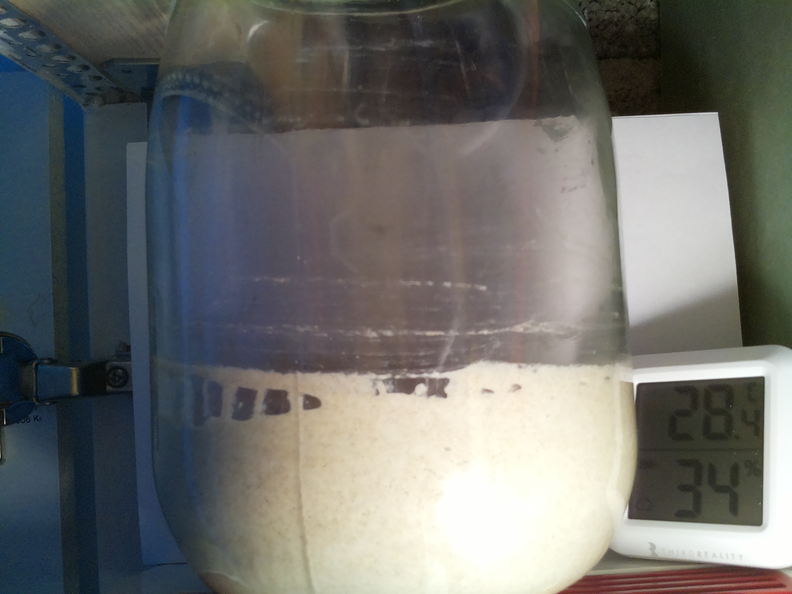 Bild vom Sauerteig