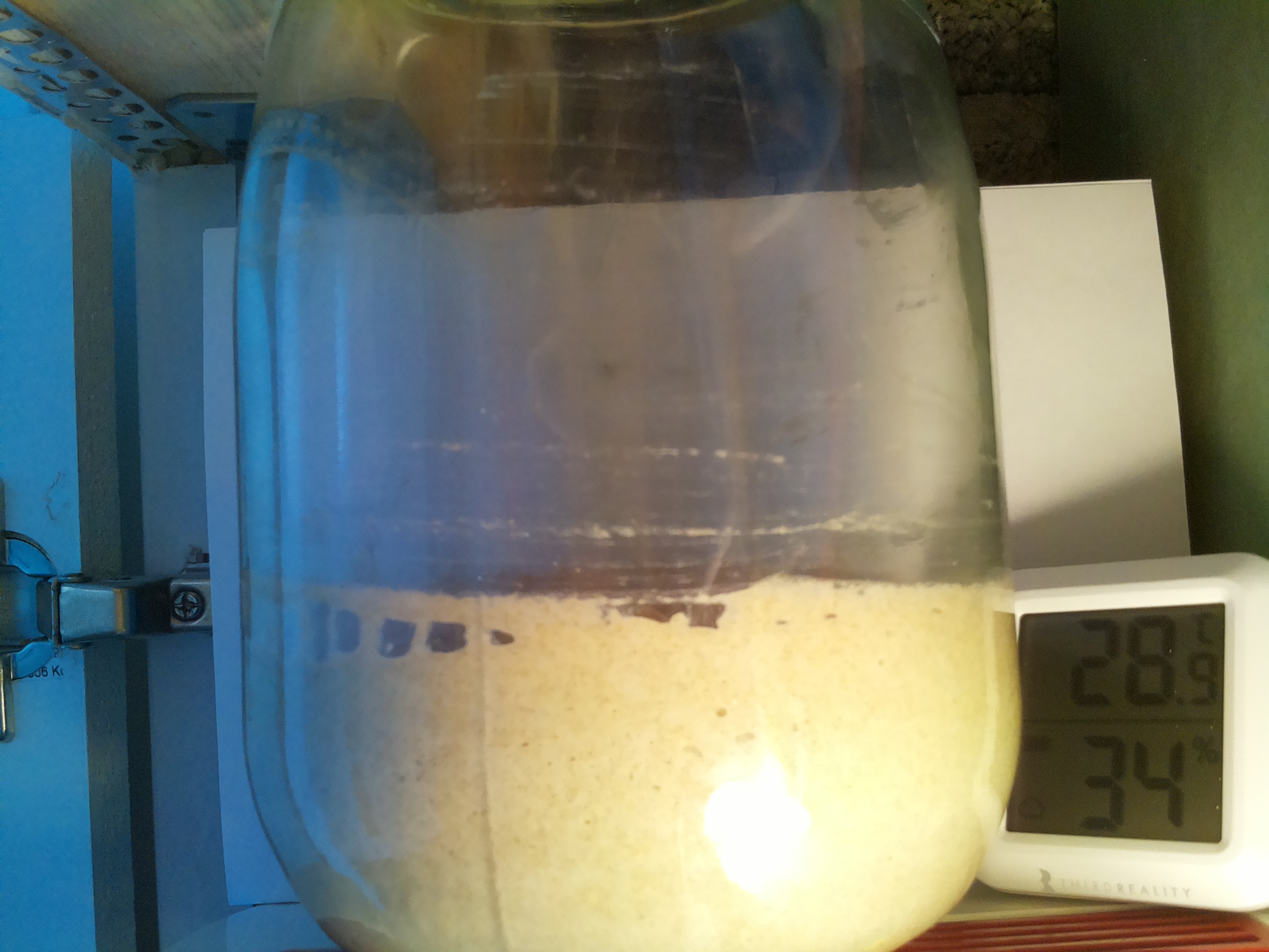 Bild vom Sauerteig