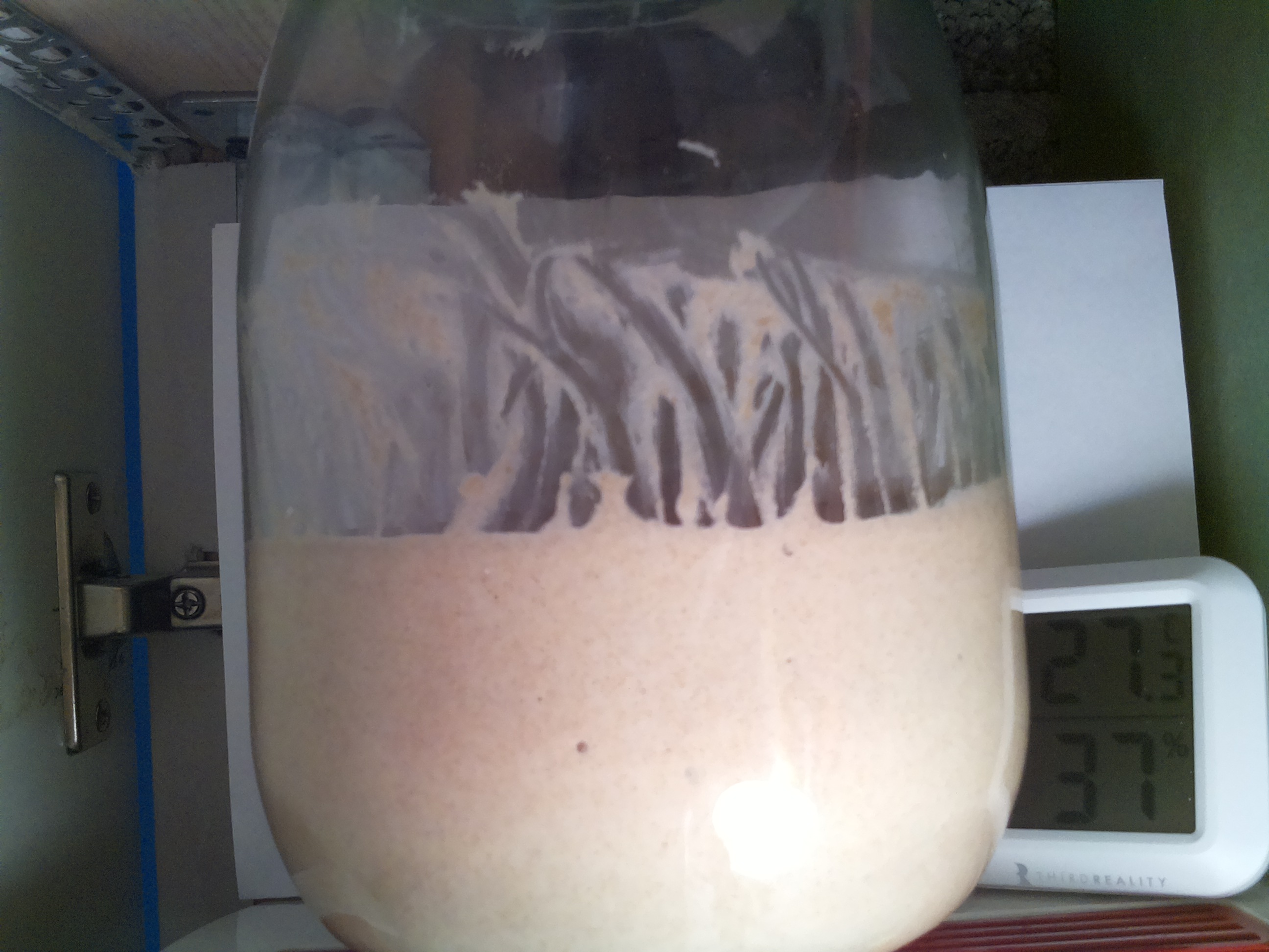 Bild vom Sauerteig