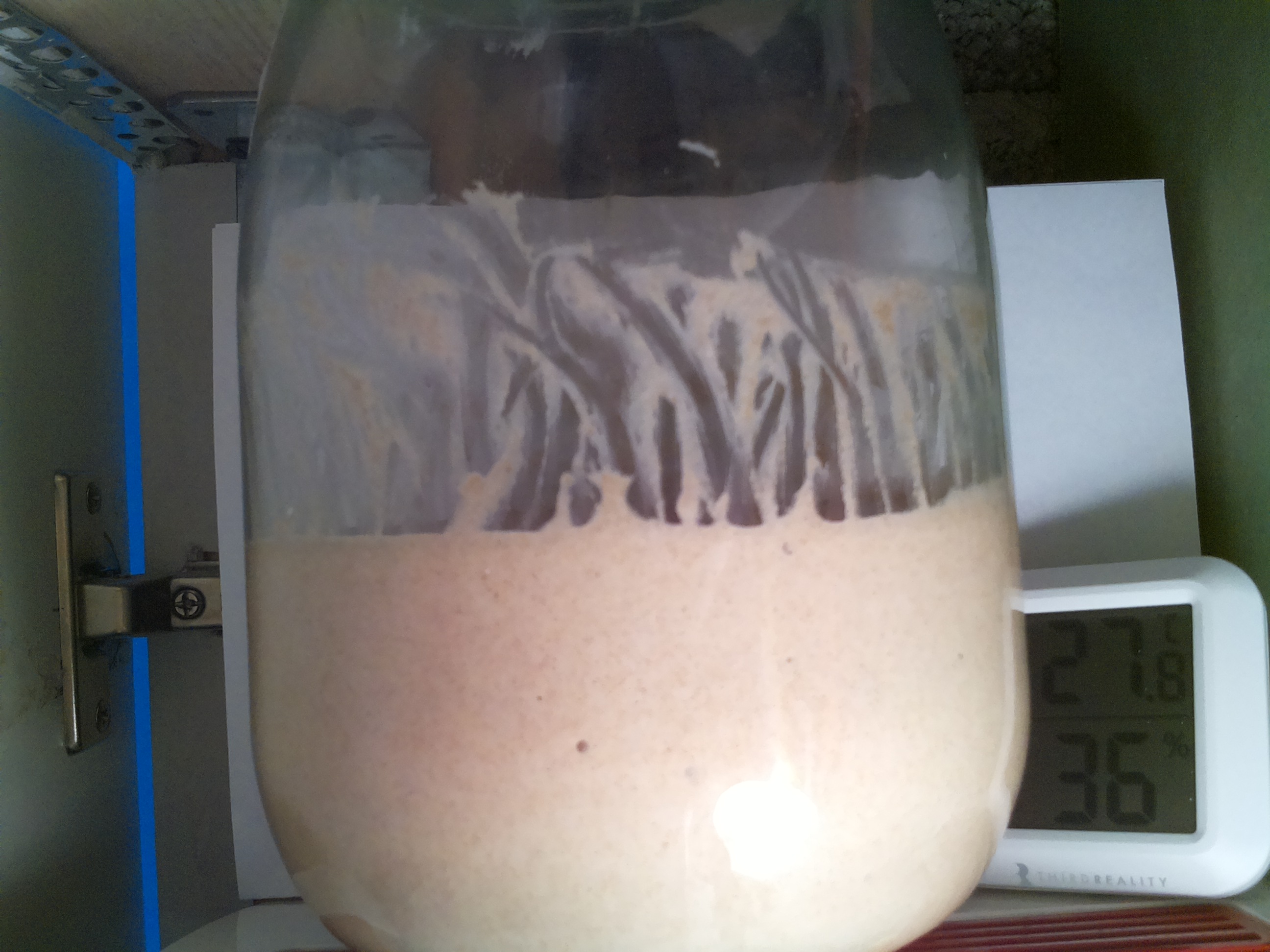 Bild vom Sauerteig
