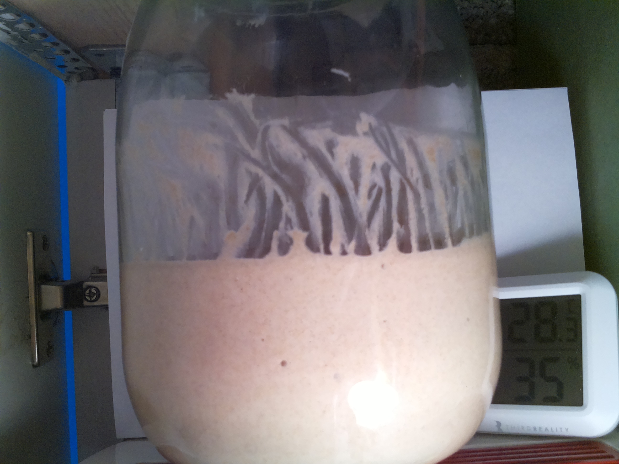 Bild vom Sauerteig