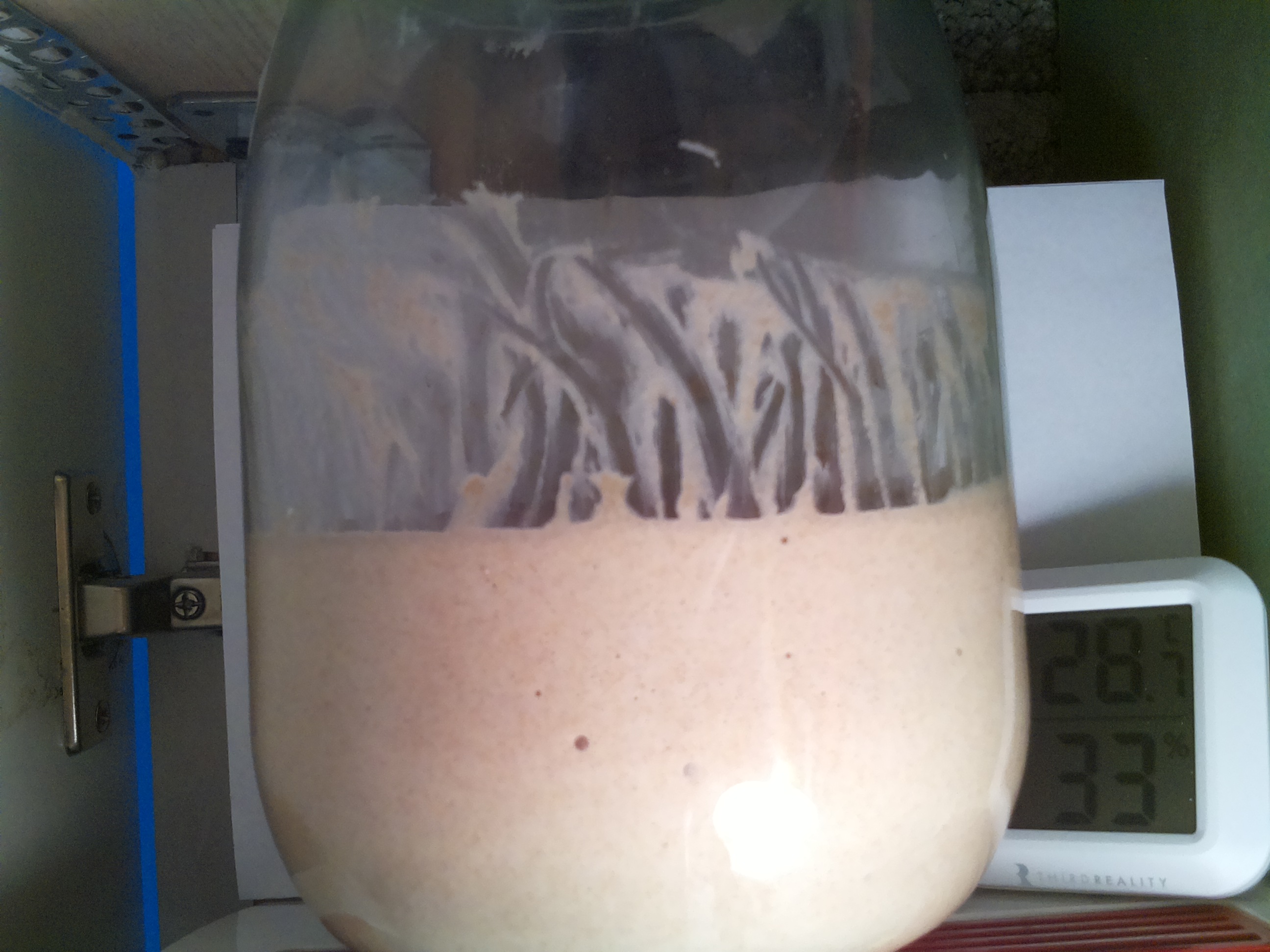 Bild vom Sauerteig