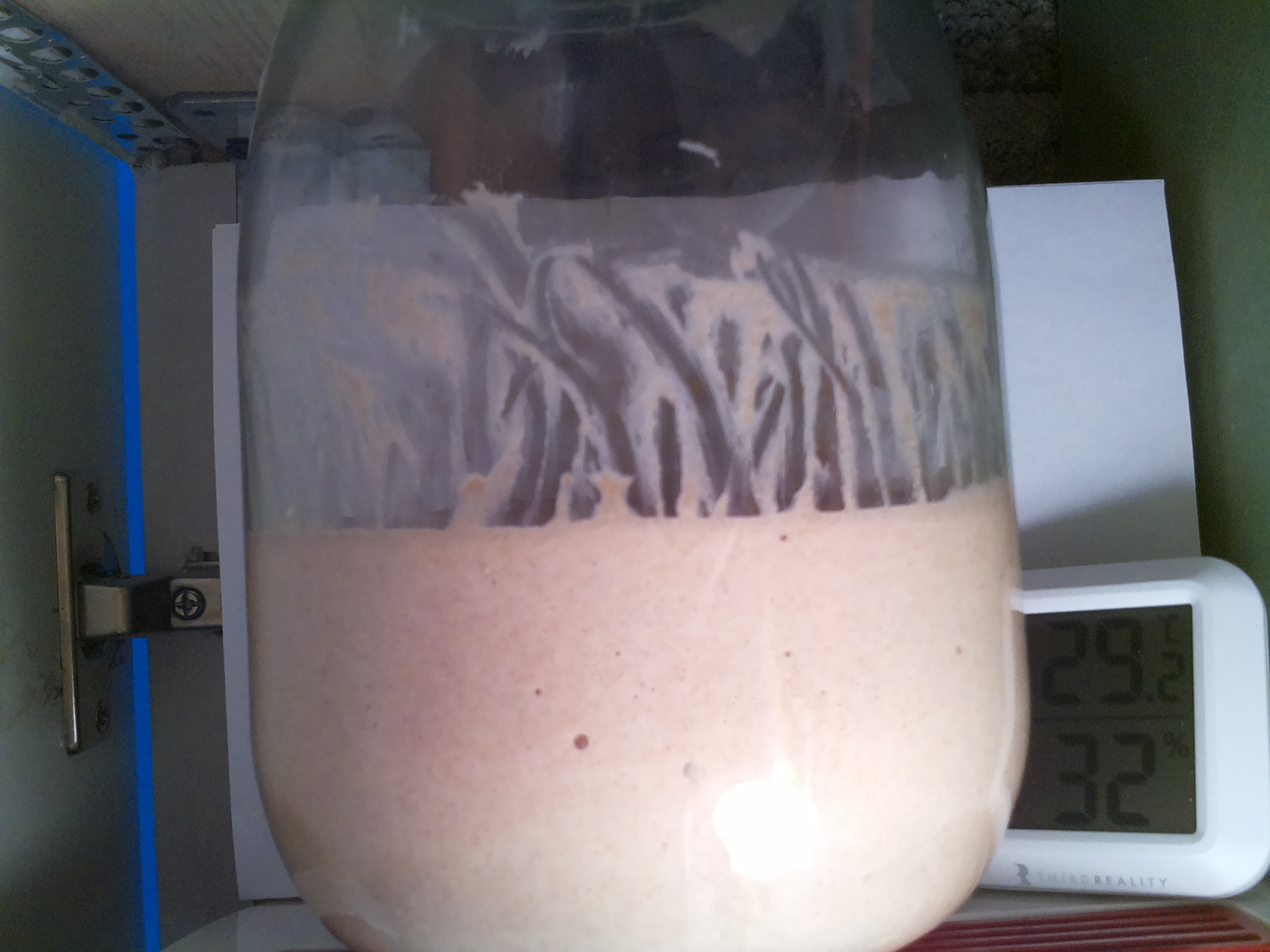Bild vom Sauerteig