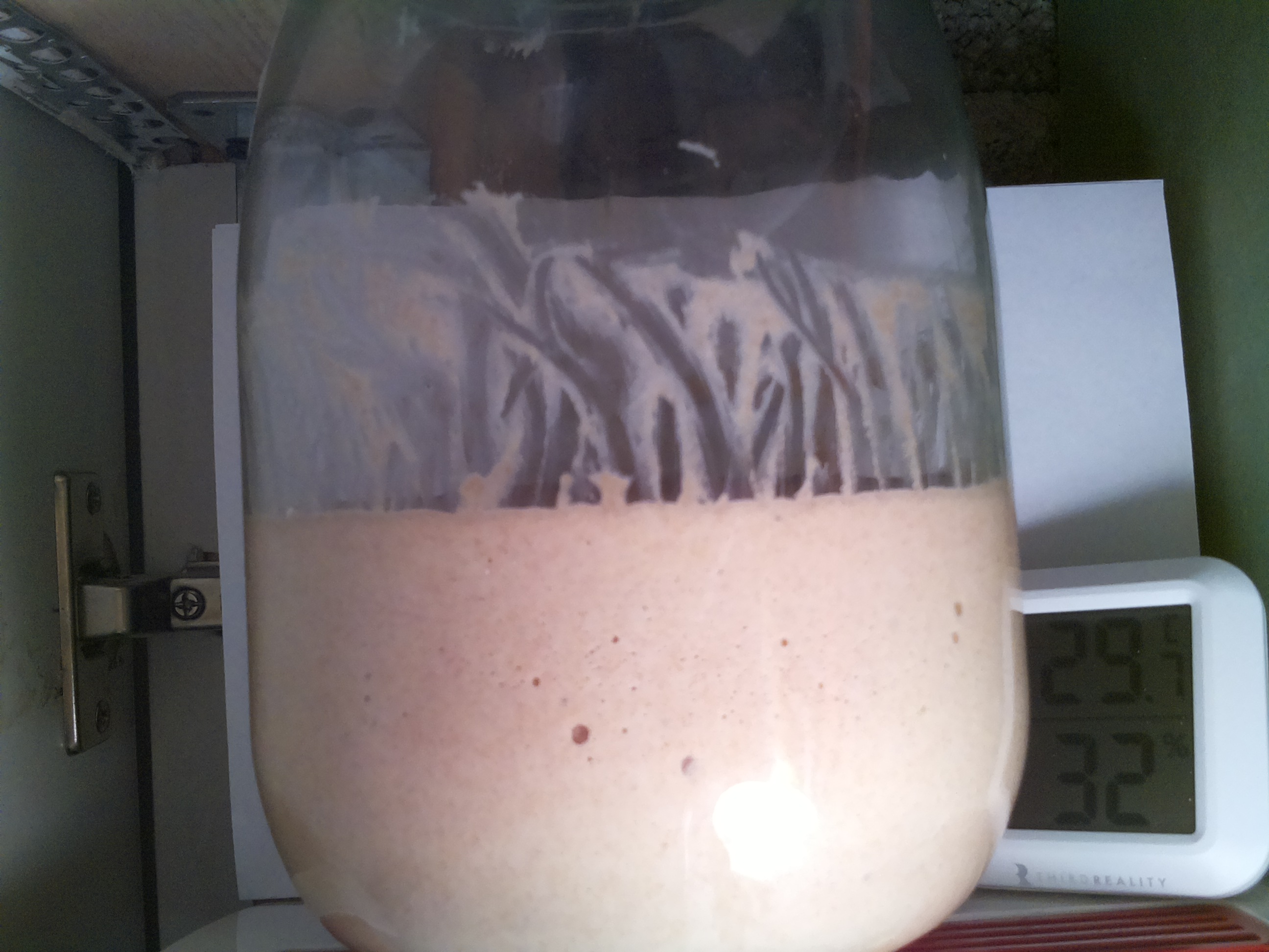 Bild vom Sauerteig