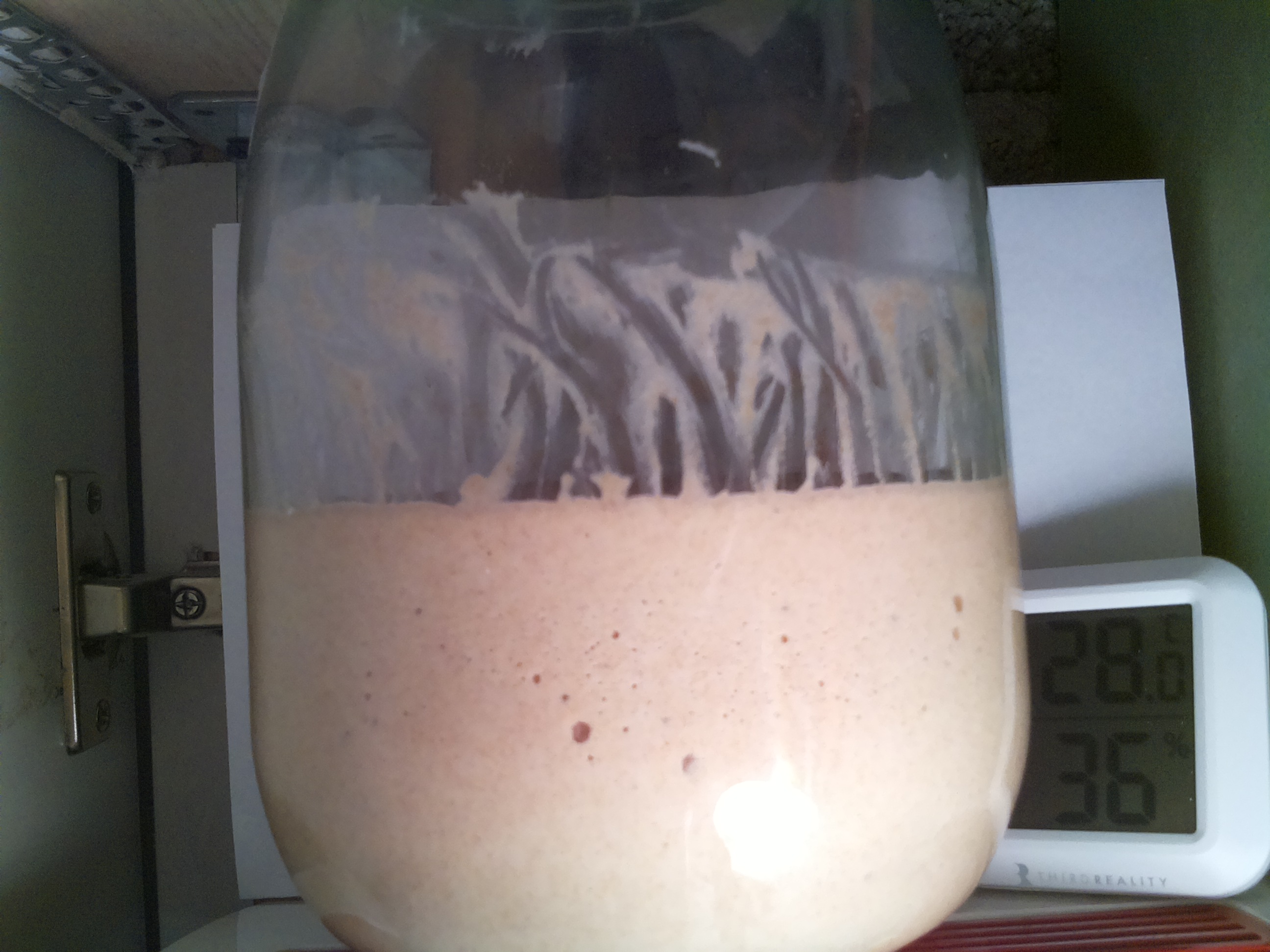Bild vom Sauerteig