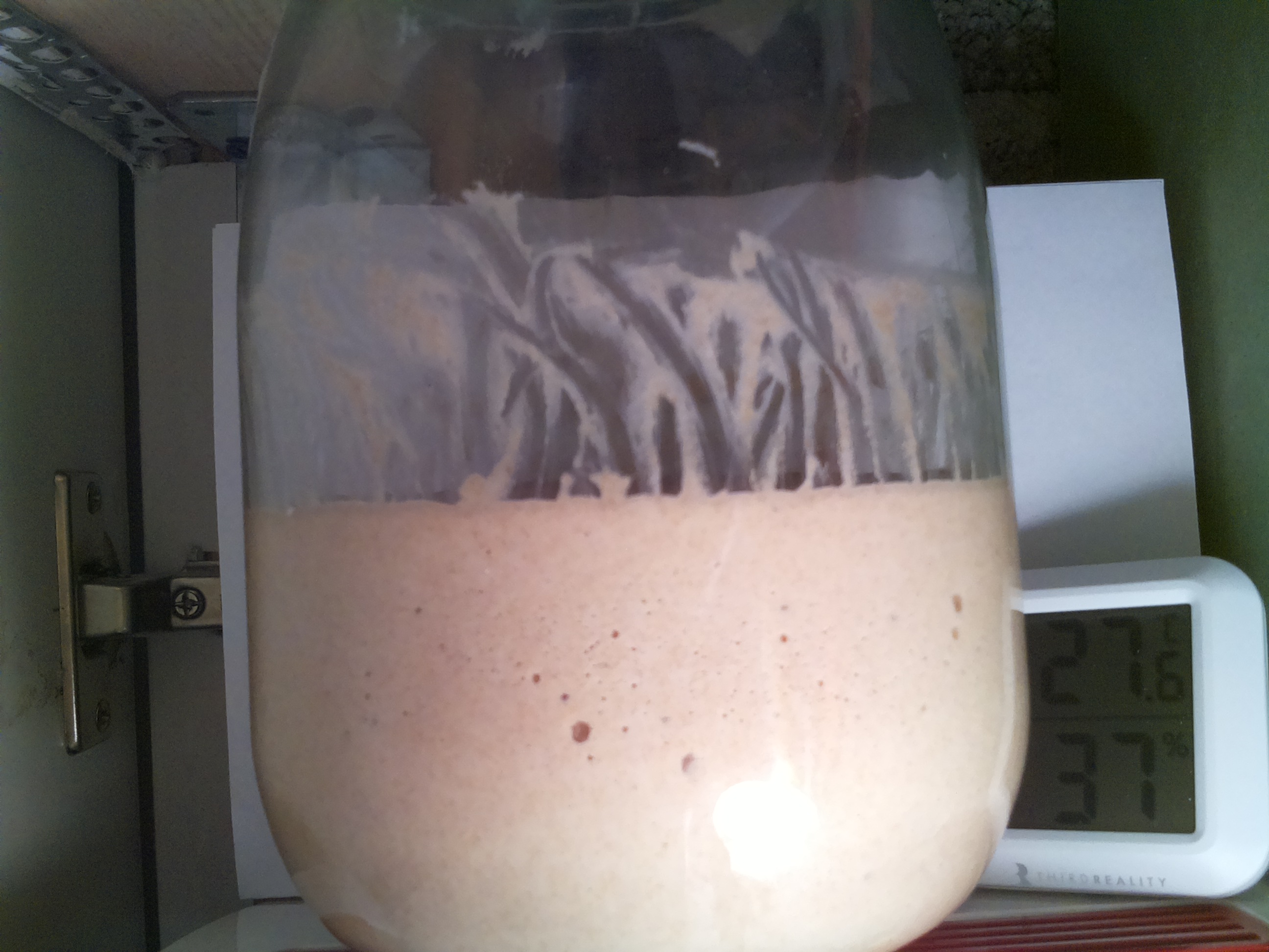 Bild vom Sauerteig