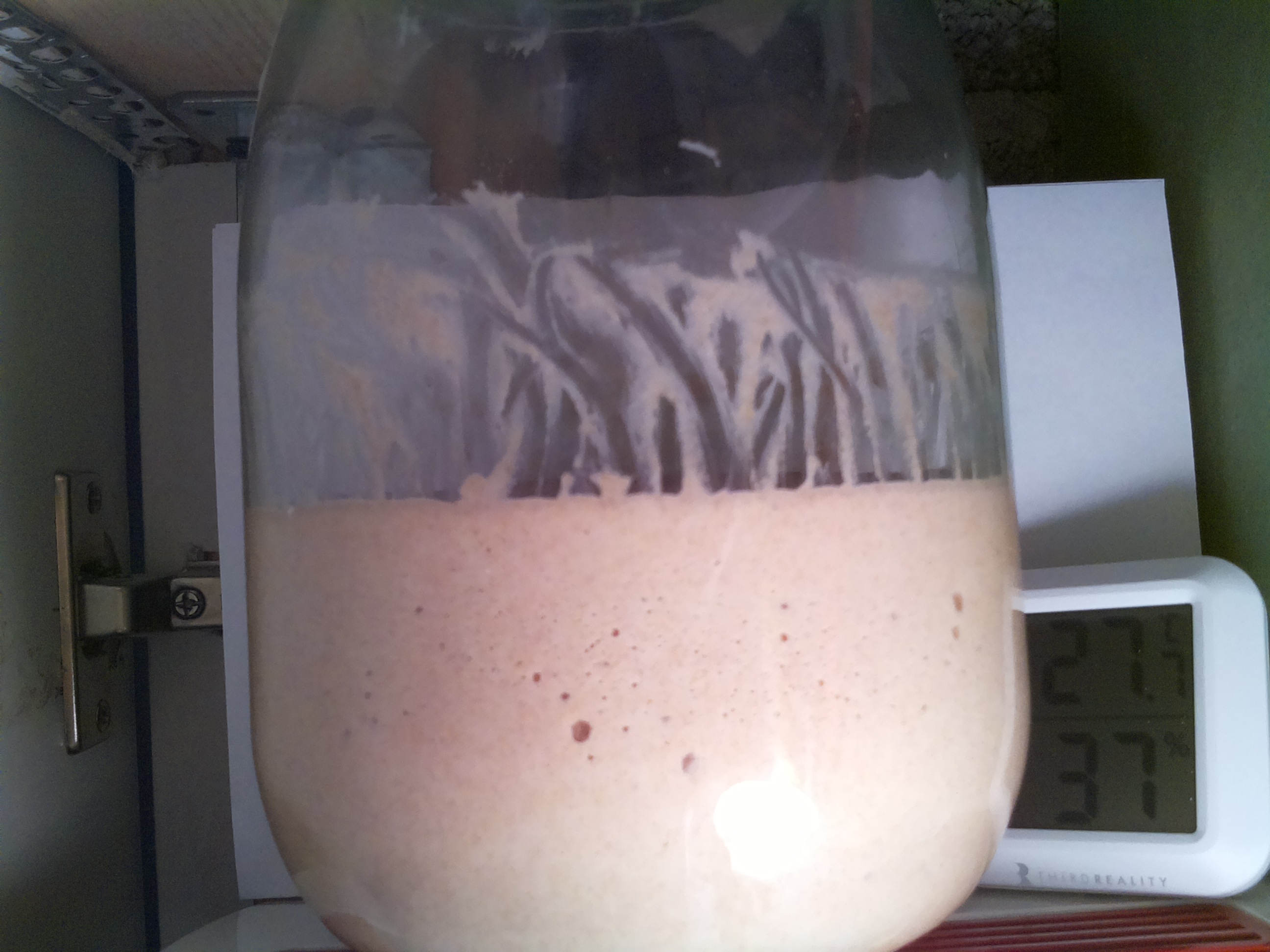 Bild vom Sauerteig