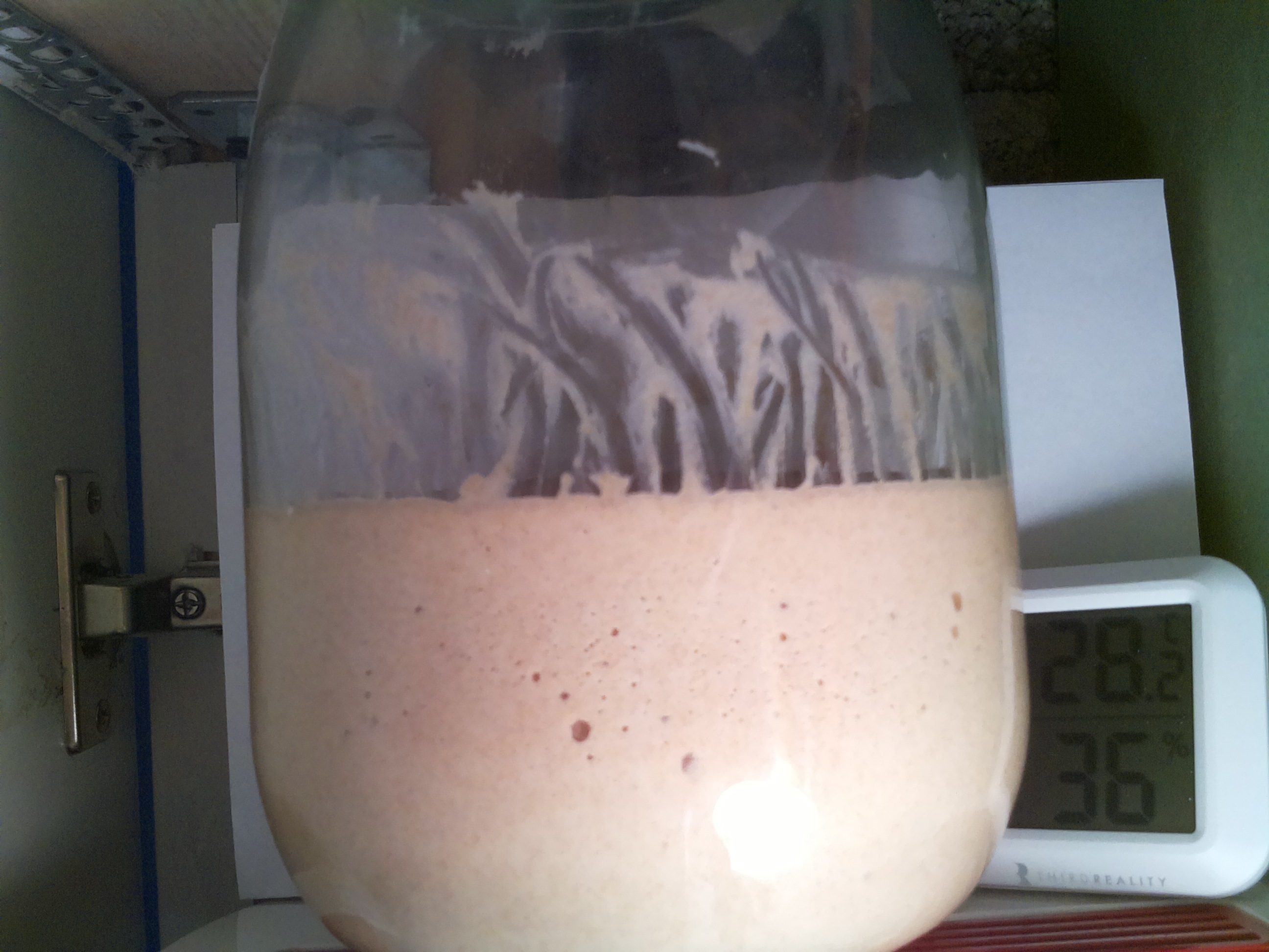 Bild vom Sauerteig