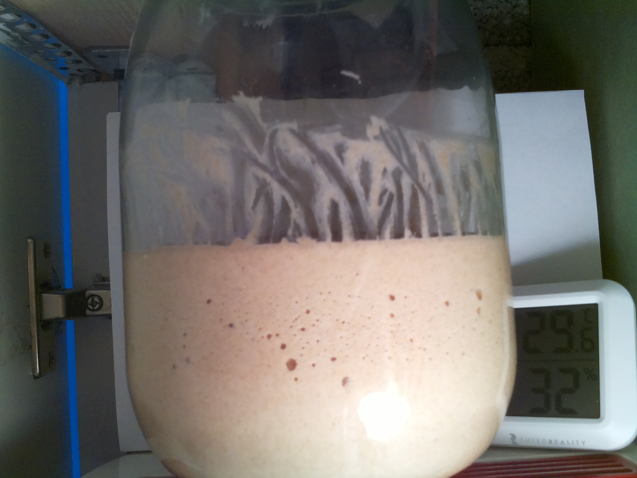 Bild vom Sauerteig