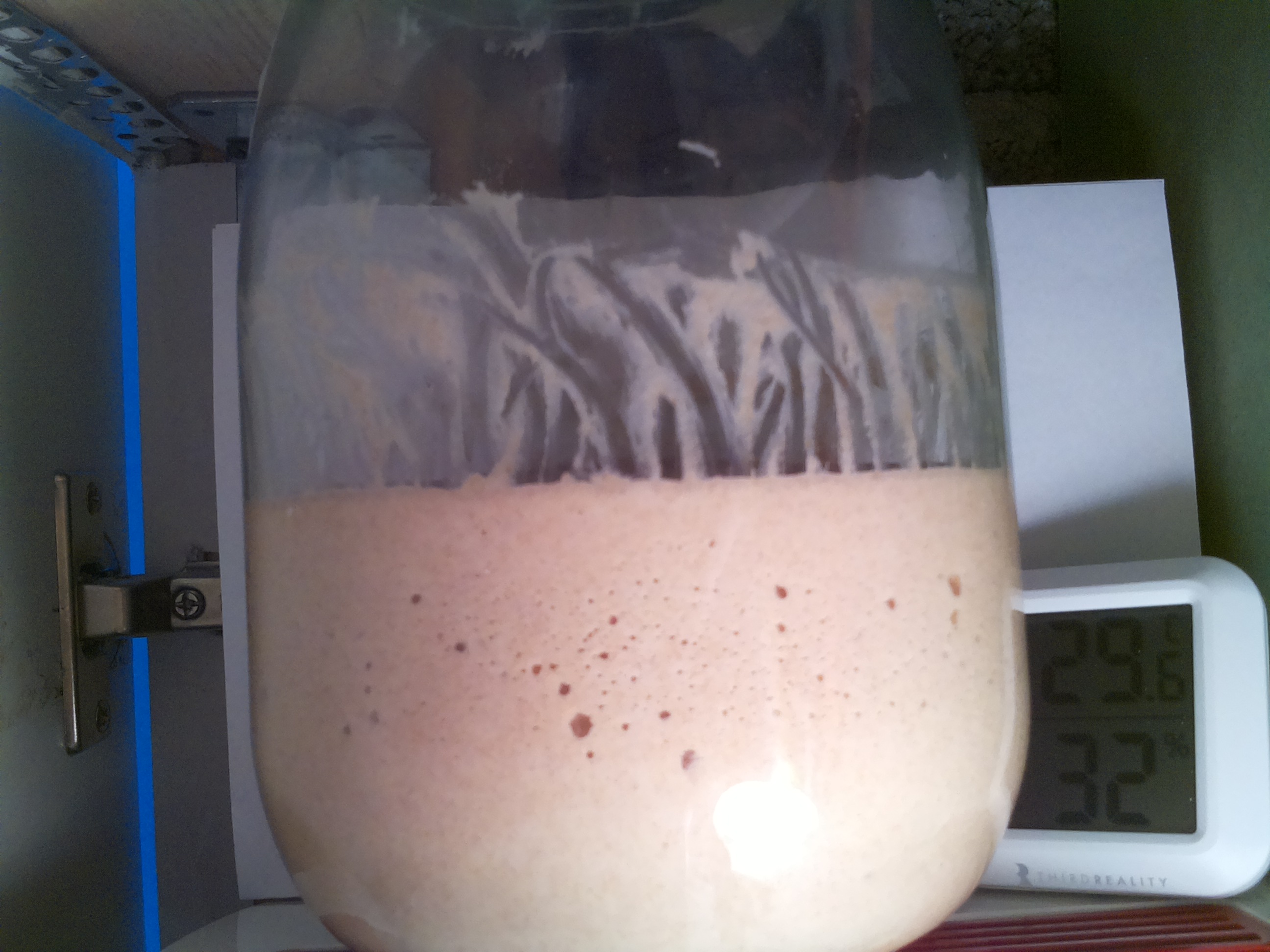 Bild vom Sauerteig