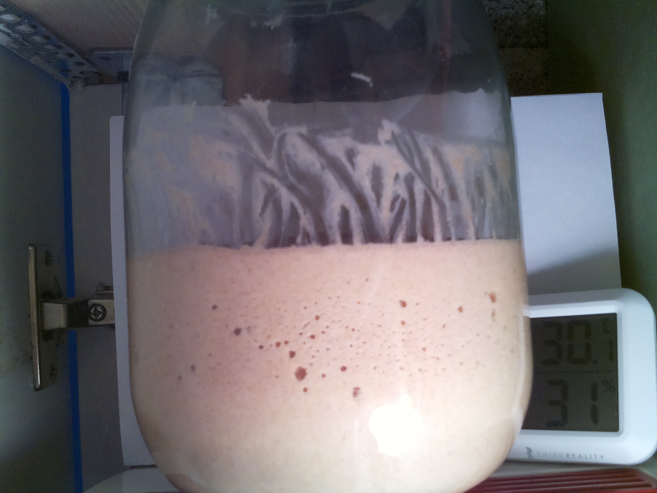 Bild vom Sauerteig