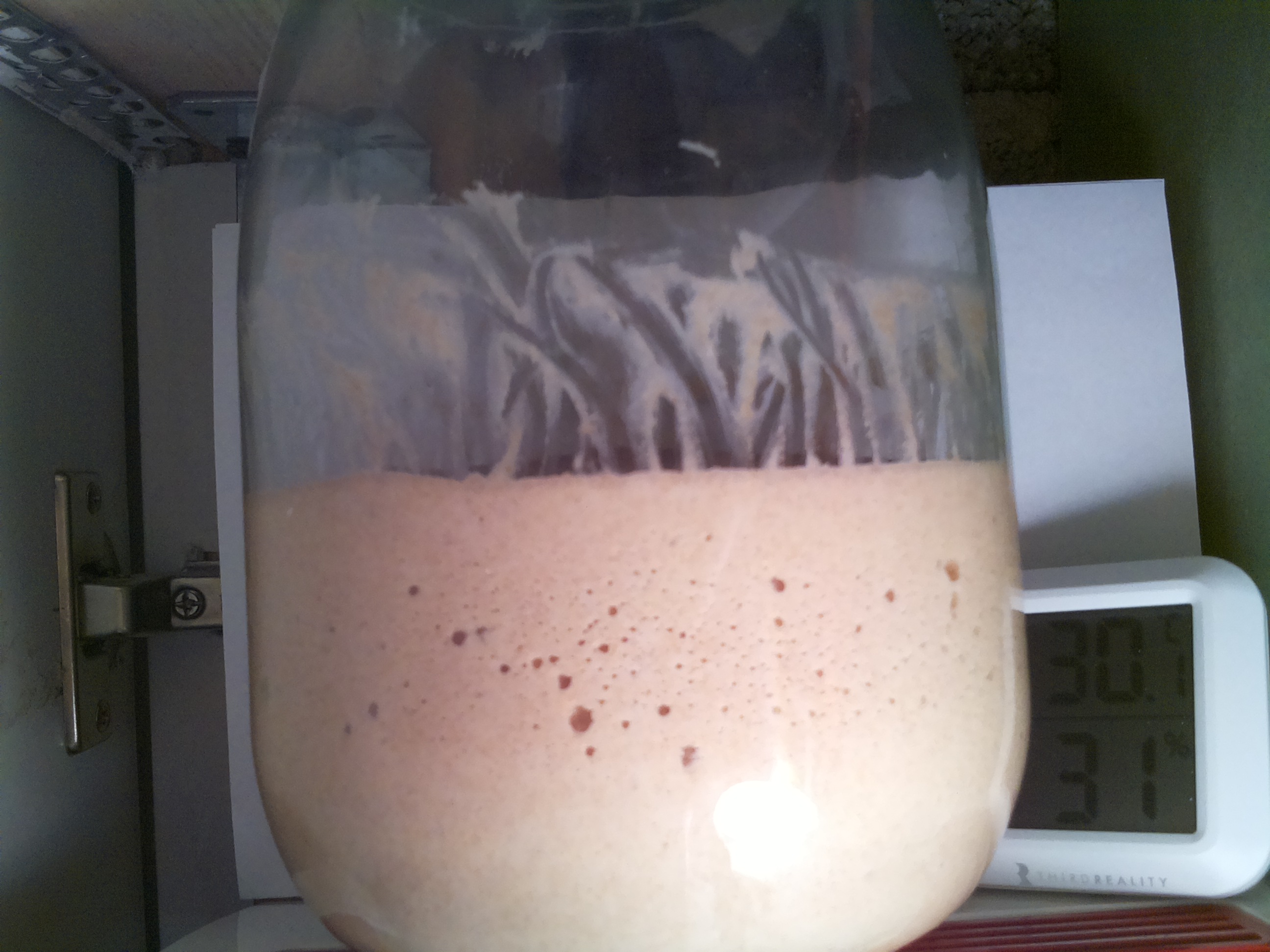 Bild vom Sauerteig