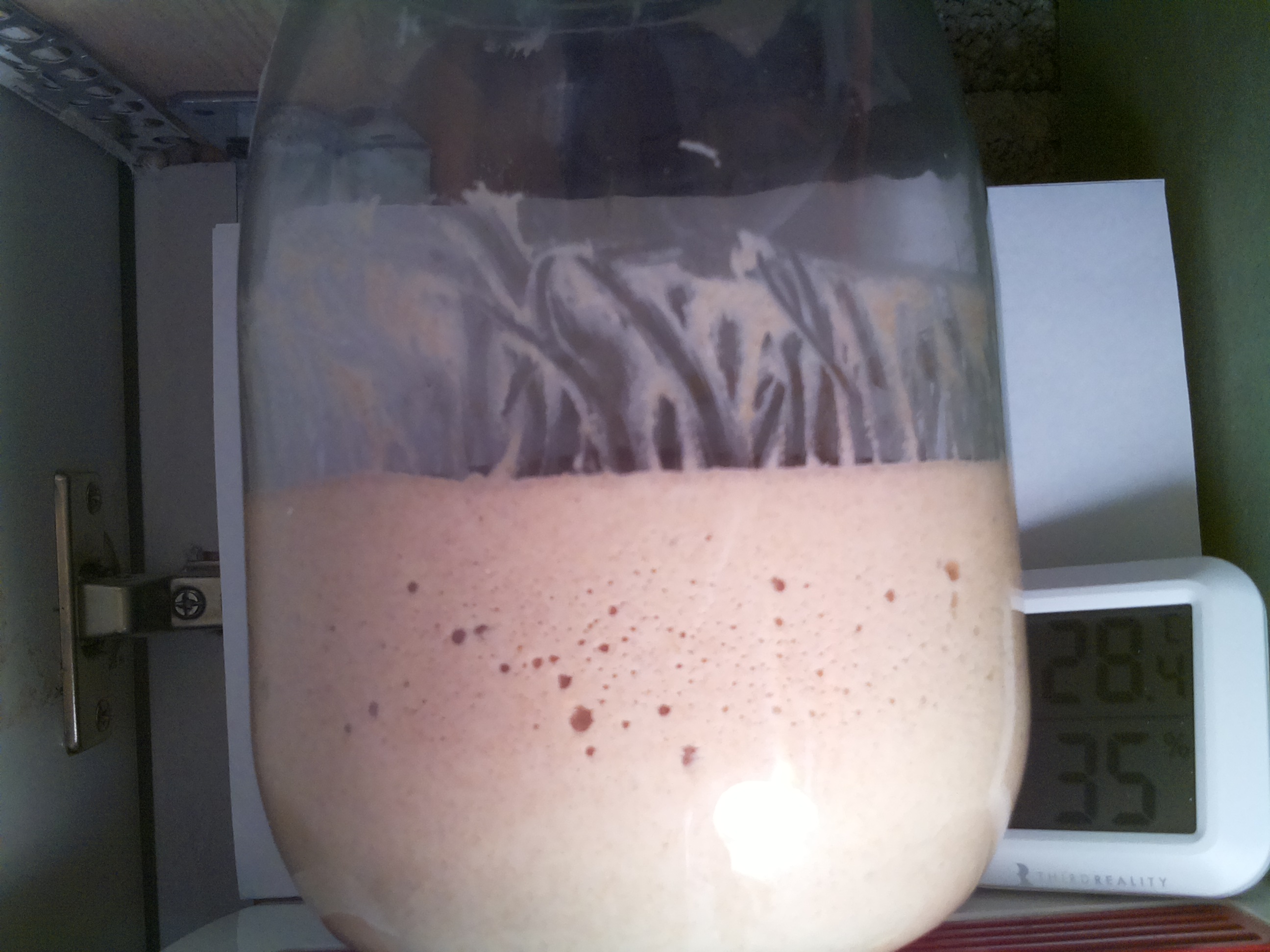 Bild vom Sauerteig
