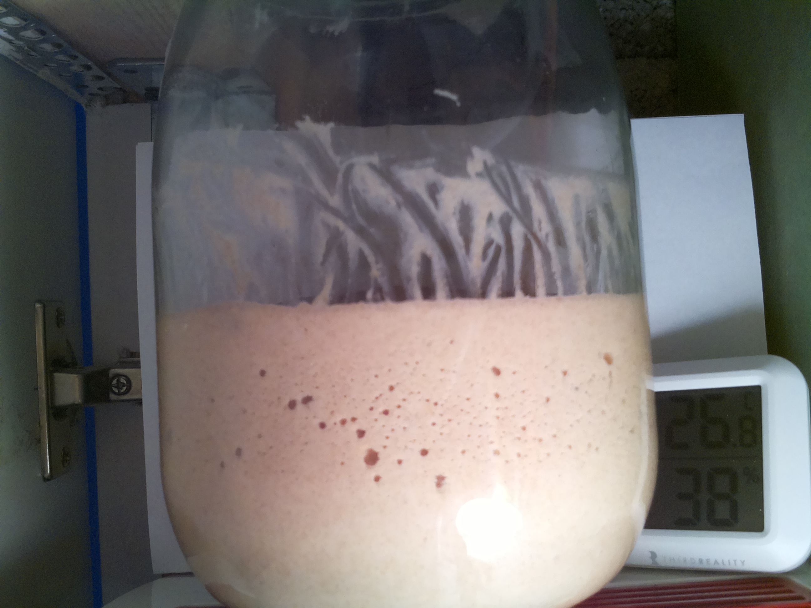 Bild vom Sauerteig