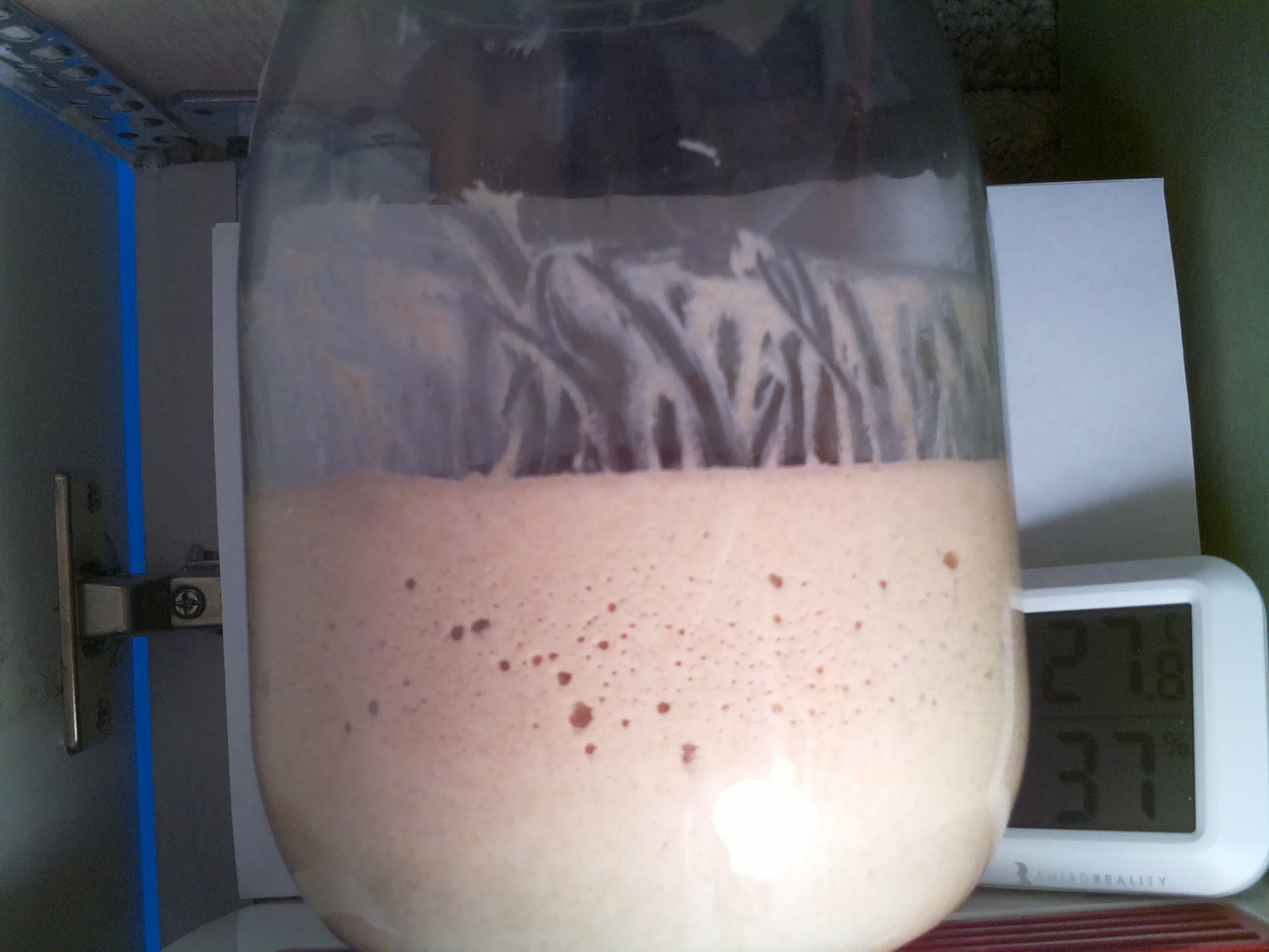 Bild vom Sauerteig