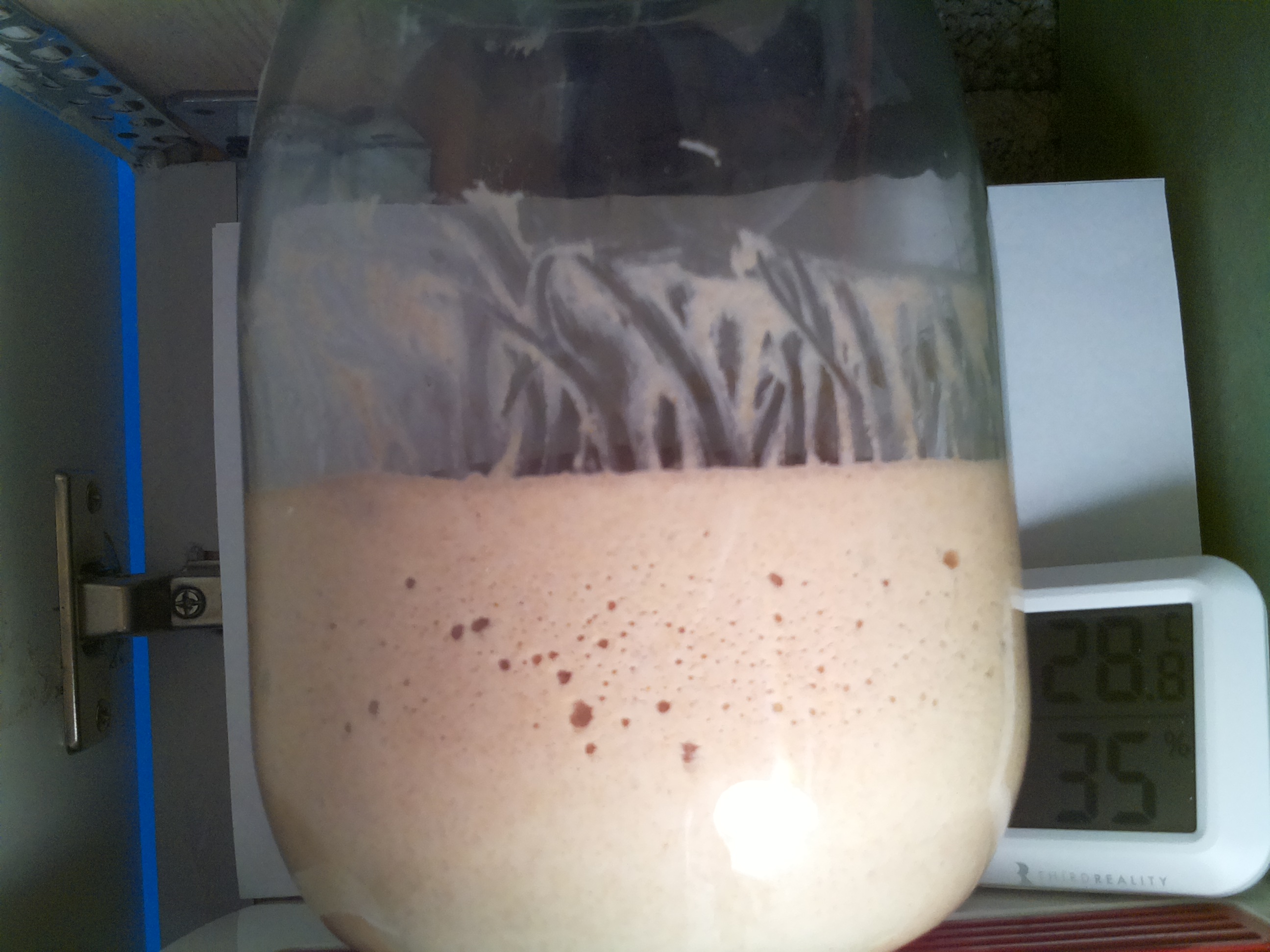 Bild vom Sauerteig