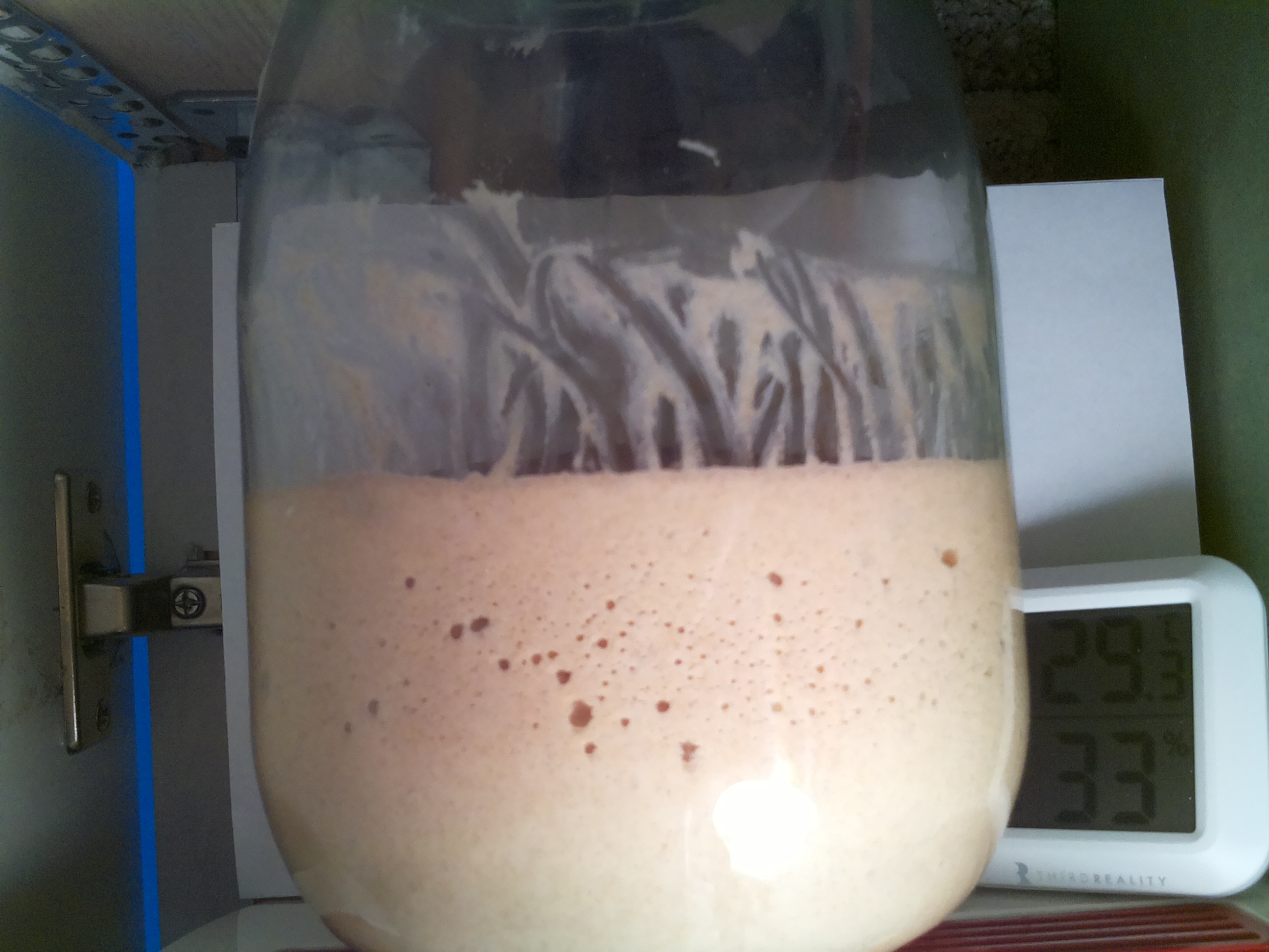 Bild vom Sauerteig
