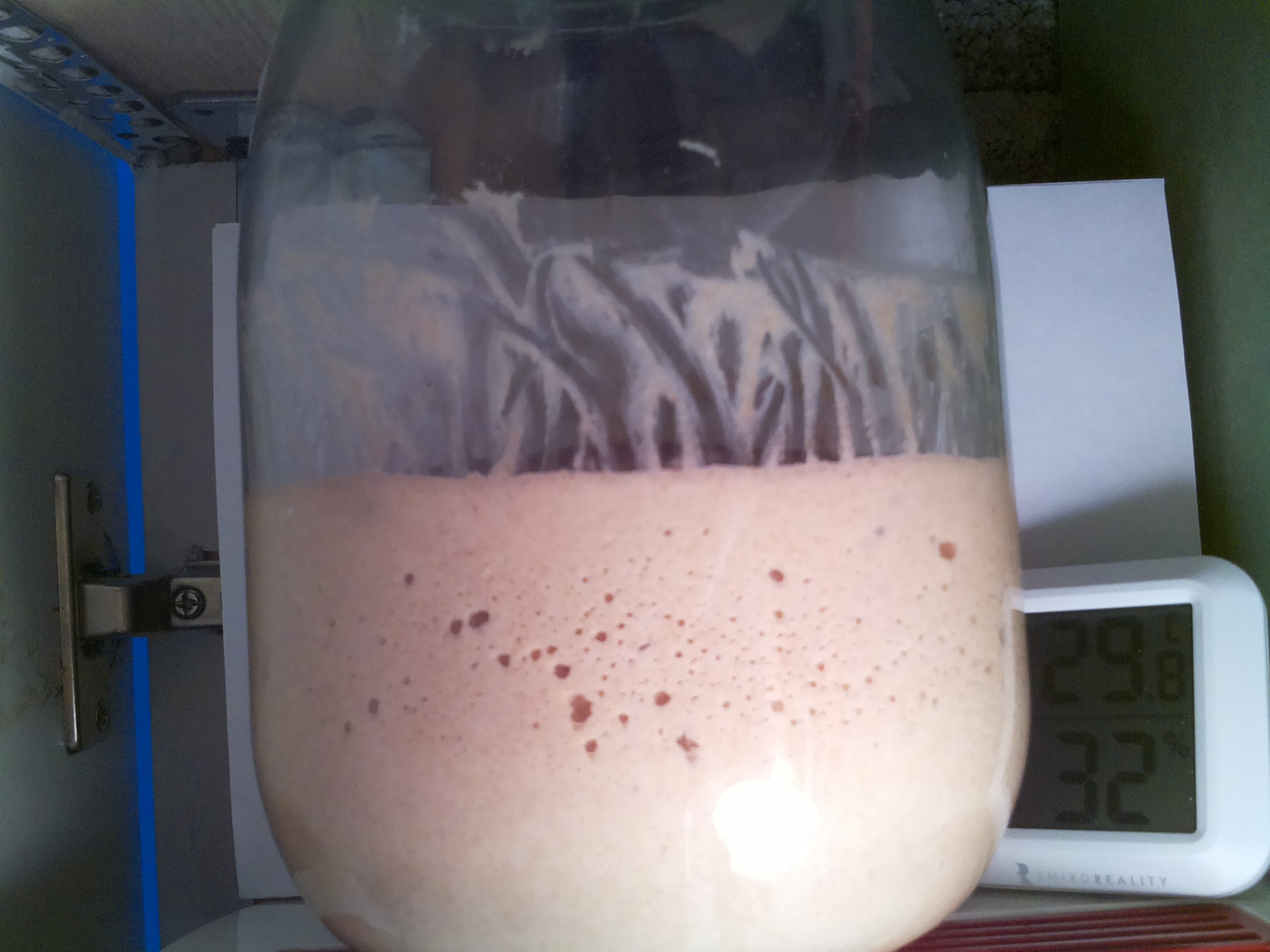 Bild vom Sauerteig