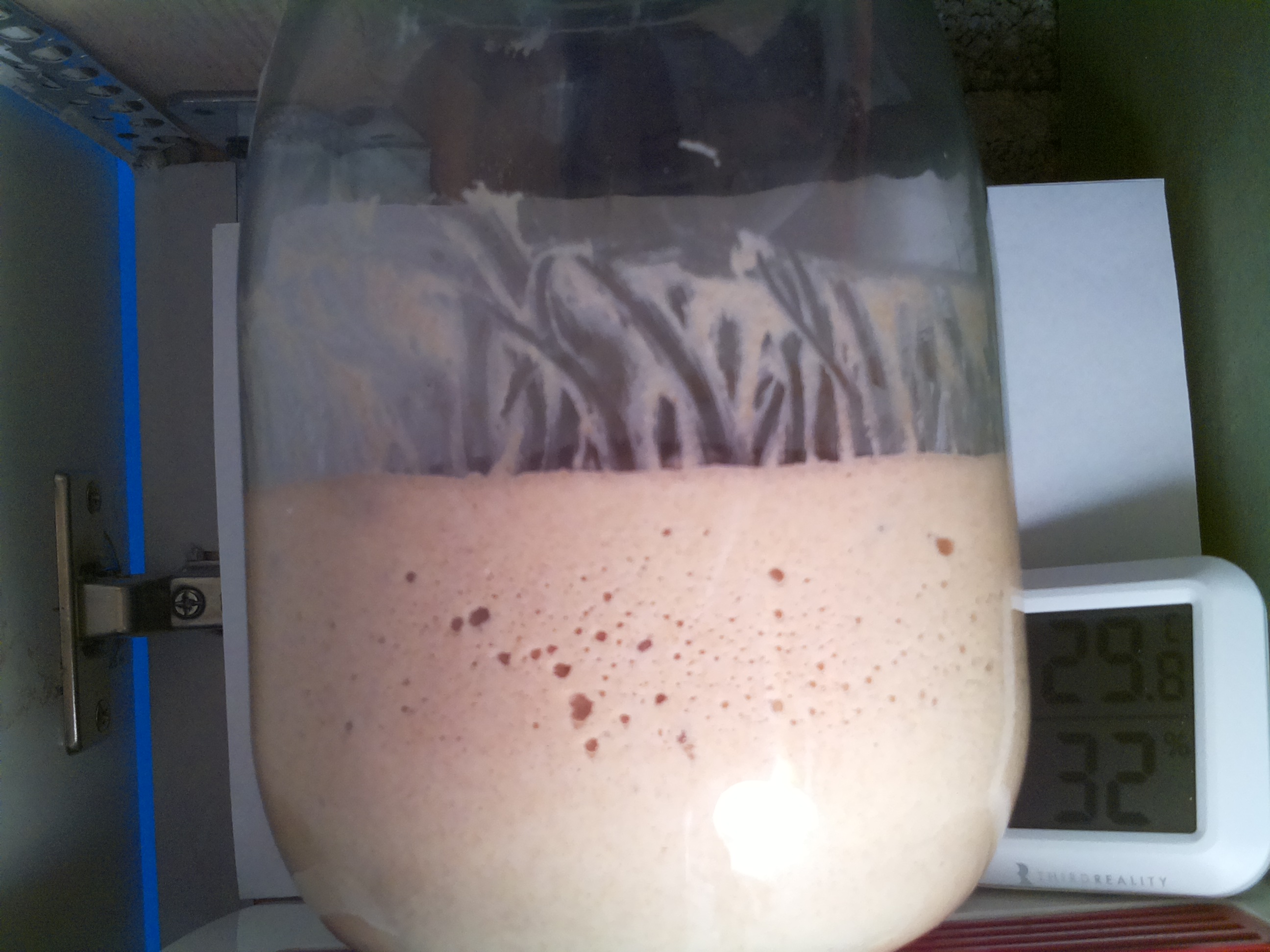 Bild vom Sauerteig